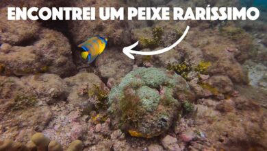 mergulho em arraial do cabo
