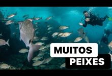 mergulho em buzios