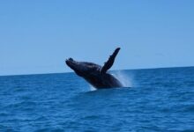 mergulho em abrolhos