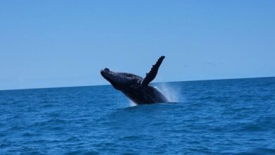 mergulho em abrolhos