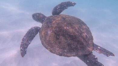 mergulho em arraial do cabo