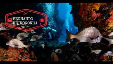 mergulho em fernando de noronha