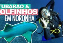 mergulho em fernando de noronha