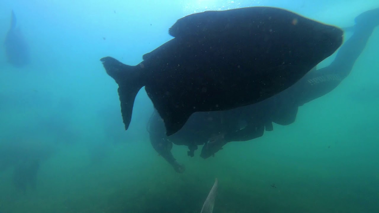 mergulho em bonito ms