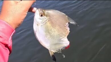 Pesqueiro Fazenda Pacu