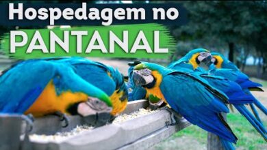 hotel fazenda no pantanal