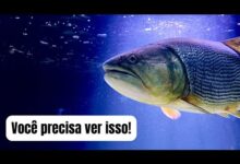 dicas de viagem para Cuiabá MT
