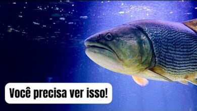 dicas de viagem para Cuiabá MT