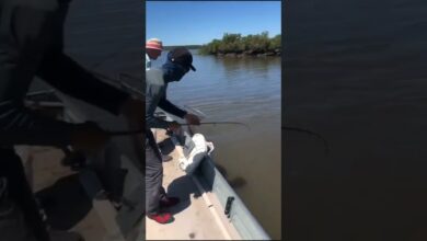 Pesca Bruta Estância
