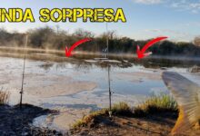 Pesqueiro Carpa
